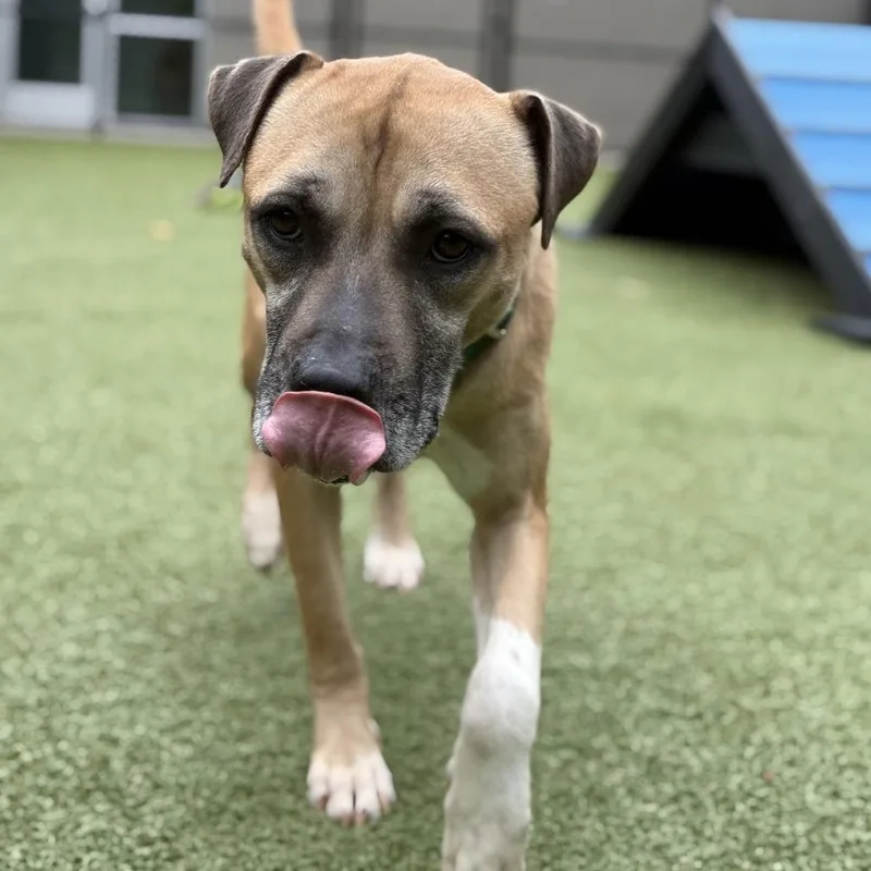 A senior medium-sized male Apricot / Beige Pit Bull Terrier dog named Stacks for adoption in Greensboro, NC