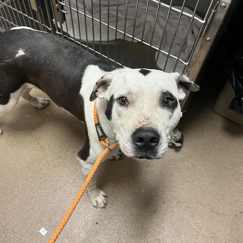 An adult large-sized male White / Cream Mixed Breed dog named Kane for adoption in Chattanooga, TN