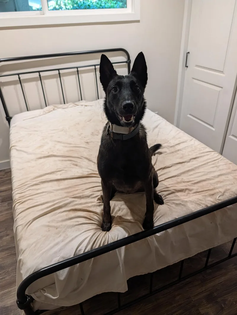 A young medium-sized female Belgian Shepherd / Malinois dog named Dakota for adoption in San Diego, CA