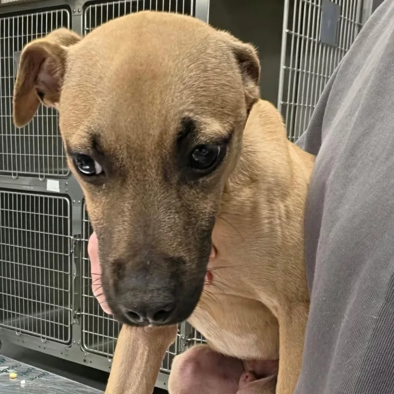 A baby medium-sized male Yellow / Tan / Blond / Fawn Mixed Breed dog named Marmaduke for adoption in Martinsville, VA
