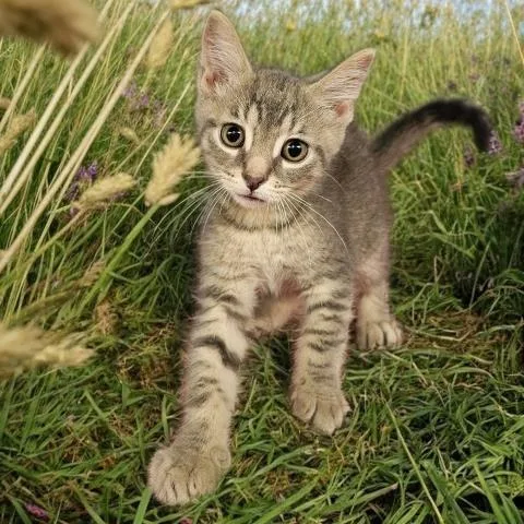 A baby small-sized male Domestic Short Hair cat named Calcifer for adoption in Clinton Township, MI