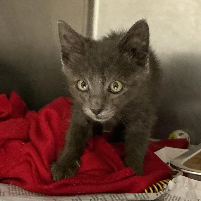 A baby small-sized male Gray / Blue / Silver Domestic Short Hair cat named Bo for adoption in Elizabeth City, NC