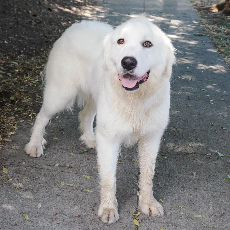 A young large-sized female White / Cream Great Pyrenees dog named Mari for adoption in Point Richmond, CA