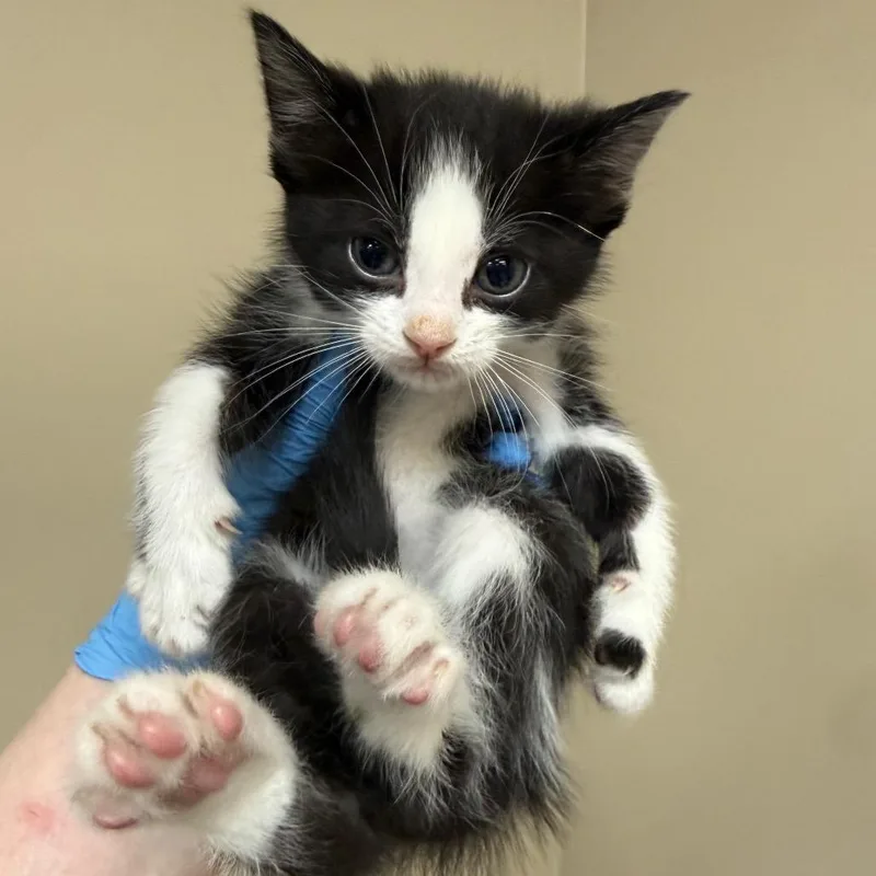 A baby small-sized female Black Domestic Short Hair cat named Maxine for adoption in Birmingham, AL