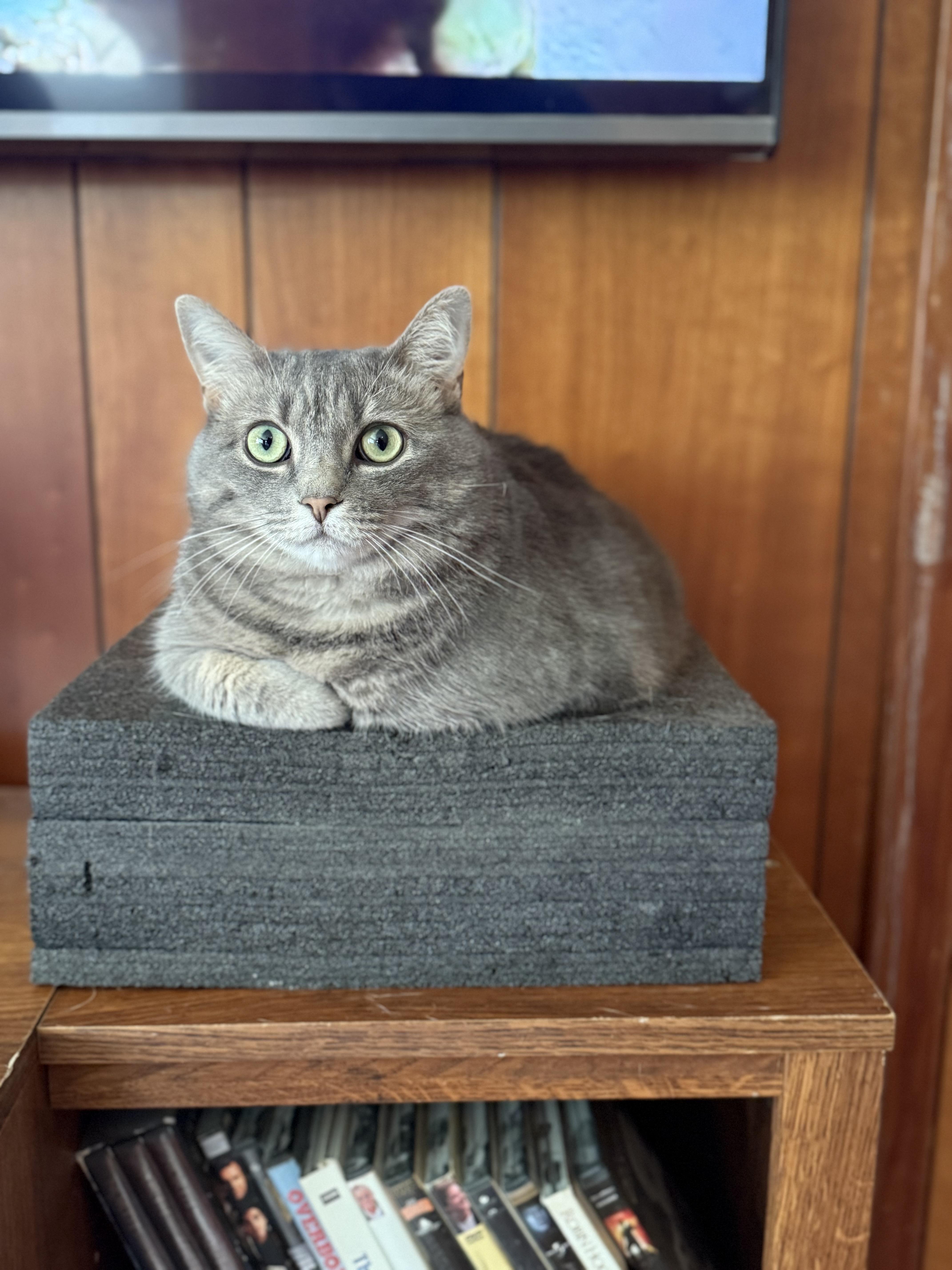 A young medium-sized female Gray & White Tabby cat named Sable for adoption in Johnson City, TN