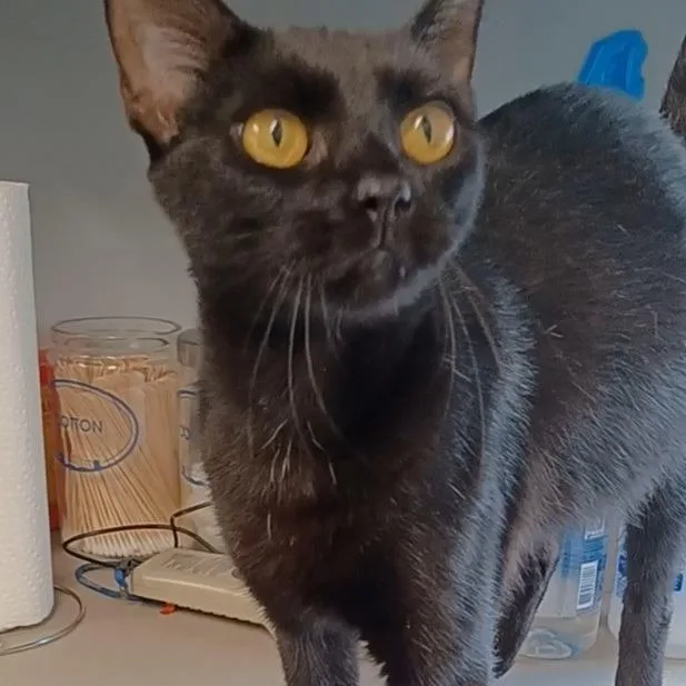 An adult large-sized female Black Domestic Short Hair cat named Cygnus X for adoption in Oak Park, IL