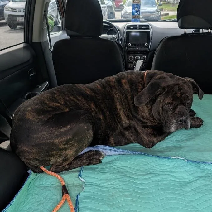 An adult extra large-sized male Brindle Cane Corso dog named Jellybean for adoption in manchester, PA