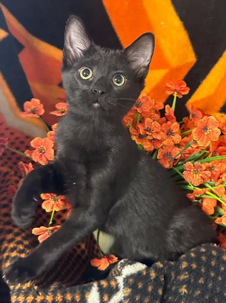 A baby small-sized female Domestic Short Hair cat named Susan for adoption in Stillwater, OK