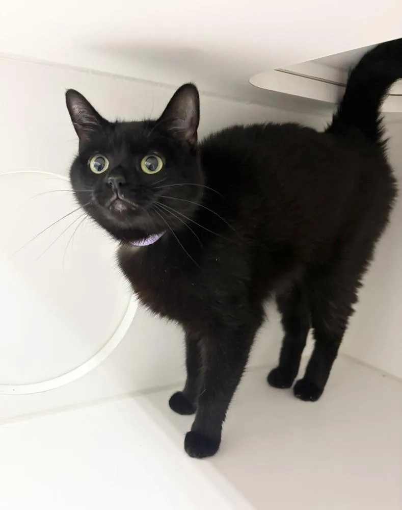 An adult medium-sized female Black Domestic Short Hair cat named Zara for adoption in Rochester, IN