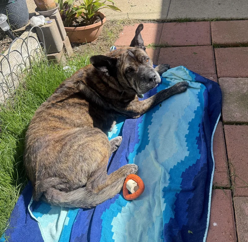 A senior medium-sized female Brindle Shar-Pei dog named Nonna for adoption in San Diego, CA