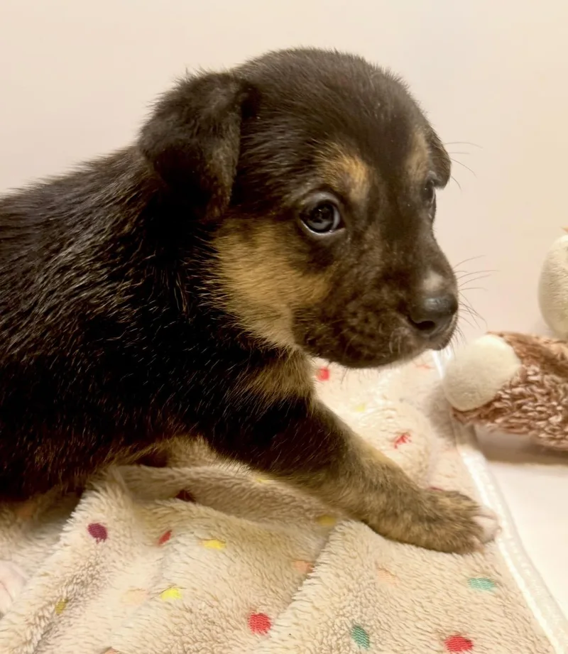 A baby medium-sized male Tricolor (Brown, Black, & White) Jack Russell Terrier dog named Kid "smudge" Nikona  for adoption in Andover, MA