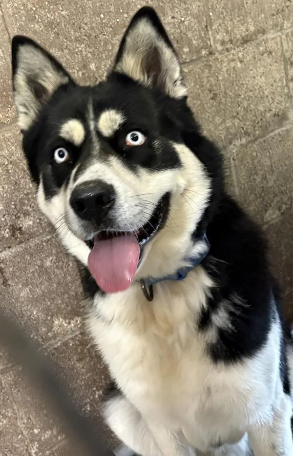 An adult large-sized male Siberian Husky dog named Mayhem for adoption in Rio Rancho, NM