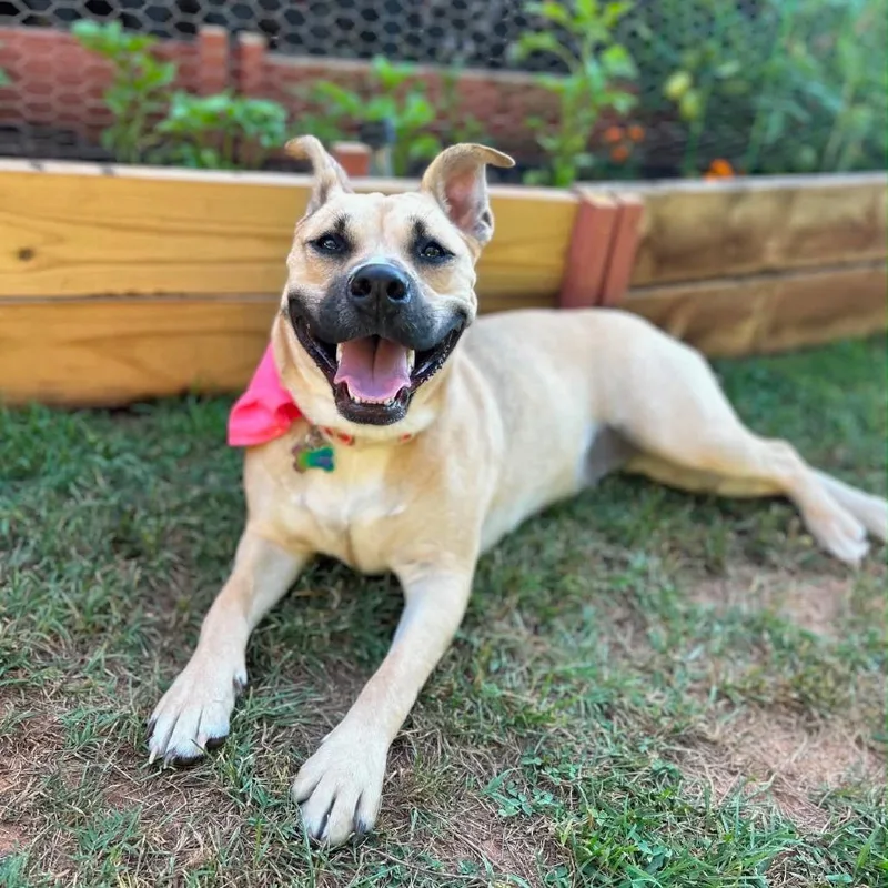 A young medium-sized female Yellow / Tan / Blond / Fawn Mixed Breed dog named Opal for adoption in Walnut Cove, NC