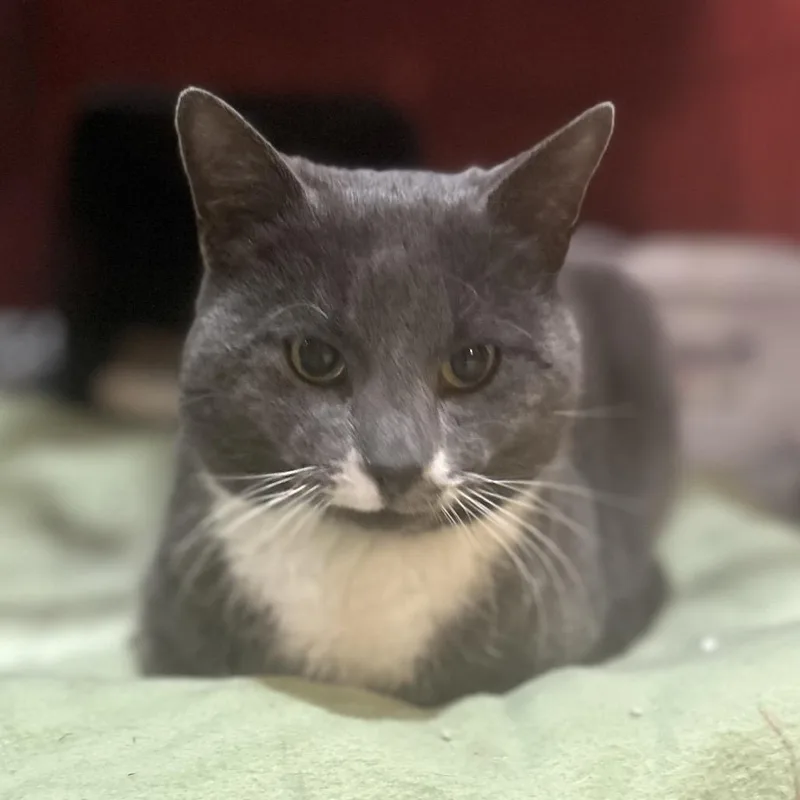 A young small-sized male Gray / Blue / Silver Domestic Short Hair cat named Remy for adoption in Philadelphia, PA