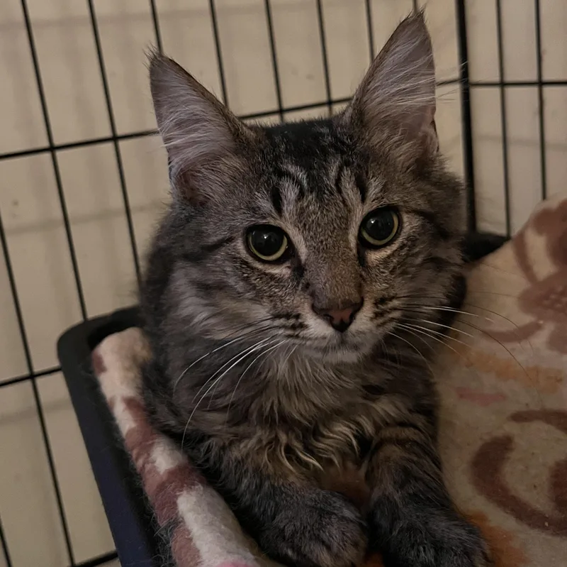 A baby medium-sized male Tabby (Brown / Chocolate) Domestic Medium Hair cat named Batman for adoption in Landenberg, PA
