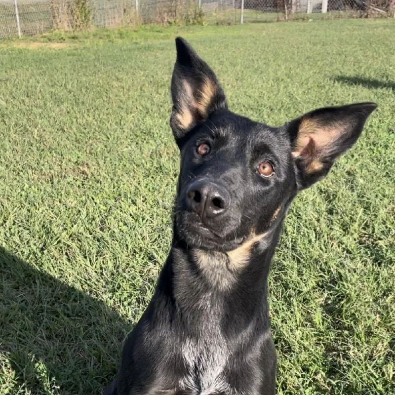 A young medium-sized female Tricolor (Brown, Black, & White) German Shepherd Dog dog named Saffron for adoption in Cedarburg, WI