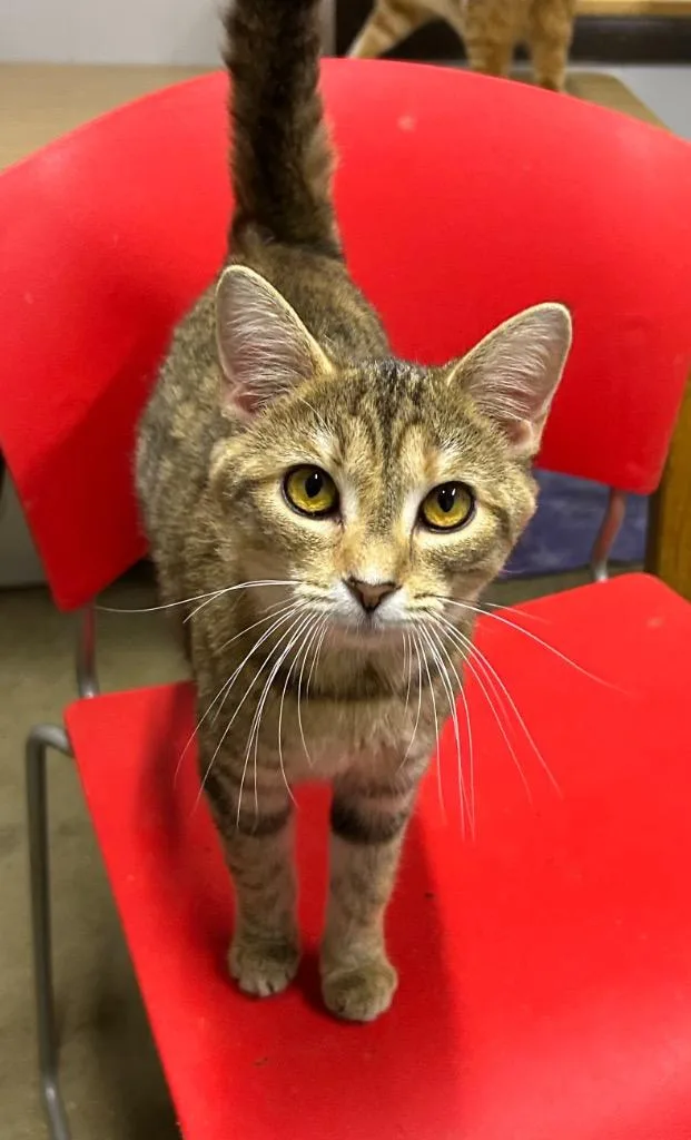 A young medium-sized female Domestic Short Hair cat named Willa for adoption in Portland, IN