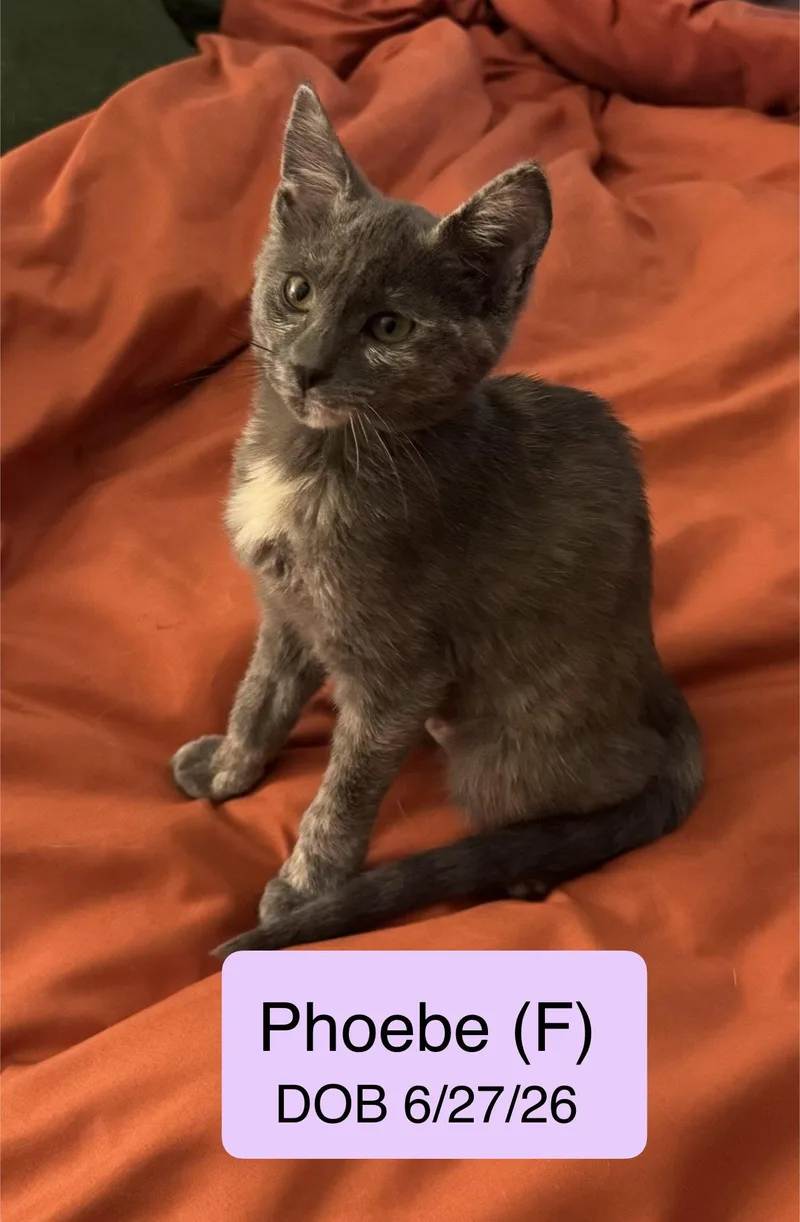 A baby medium-sized female Tortoiseshell cat named Phoebe for adoption in Vacaville, CA