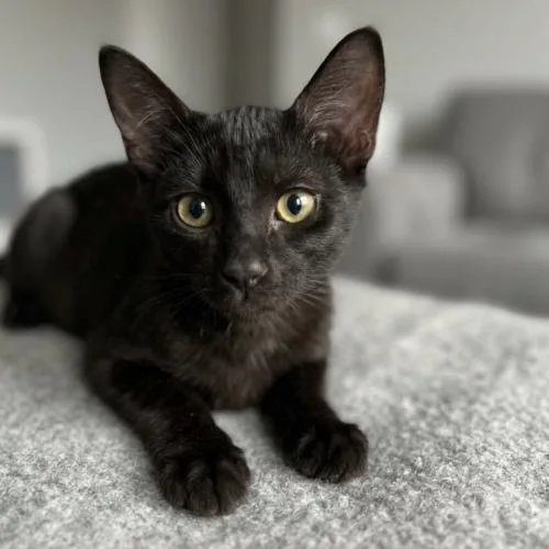 A baby small-sized female Domestic Short Hair cat named Skittles for adoption in Coachella, CA
