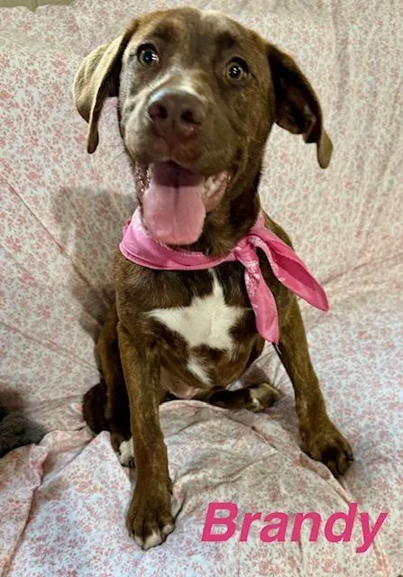 A young medium-sized female Labrador Retriever dog named Brandy for adoption in Zimmerman, MN