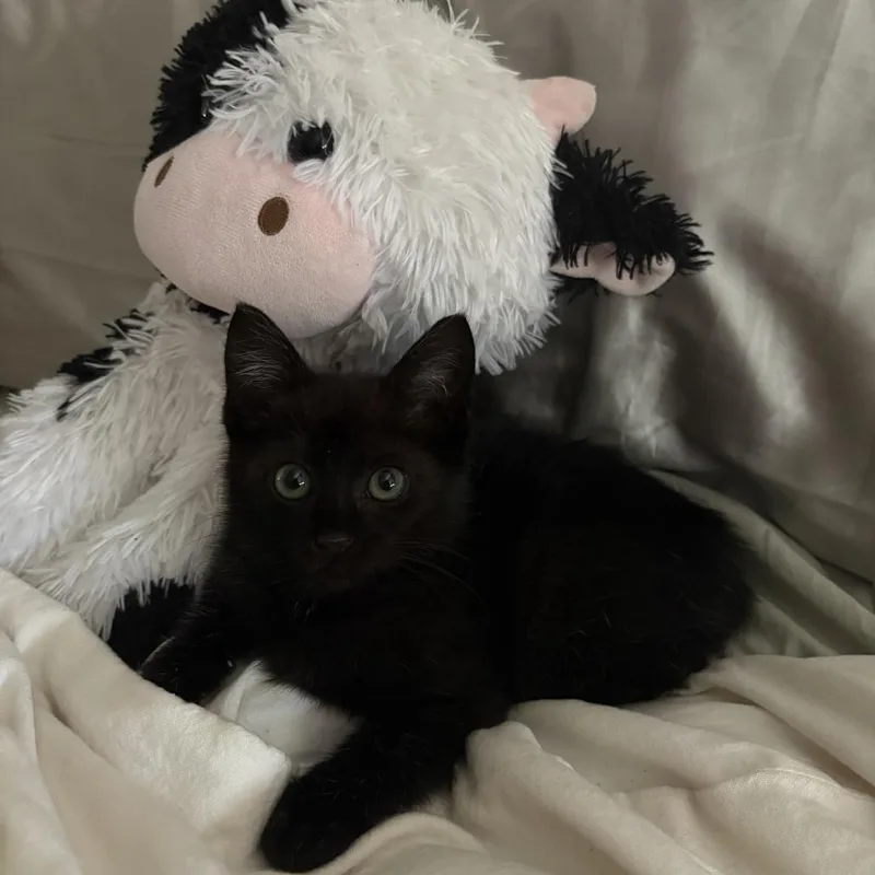 A young medium-sized female Black Domestic Short Hair cat named Vivian for adoption in Evanston, IL