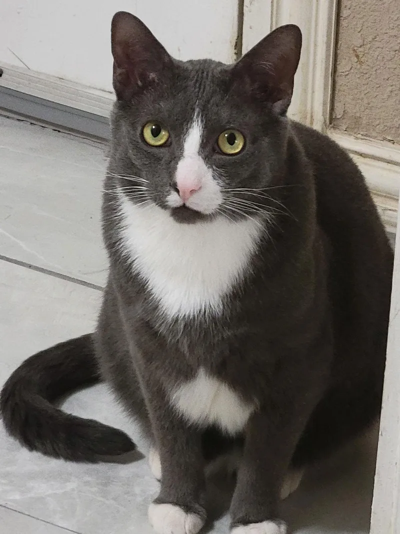 An adult medium-sized male Gray & White Domestic Short Hair cat named Ash. for adoption in Plano, TX
