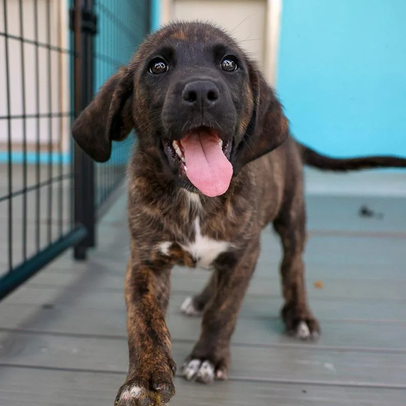A baby medium-sized male Brindle Mixed Breed dog named Mr Marty for adoption in Bradenton, FL