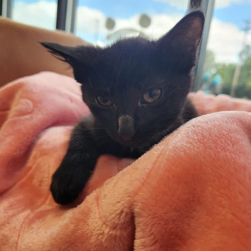 A baby small-sized female Black Domestic Short Hair cat named Precious for adoption in Fort Wayne, IN