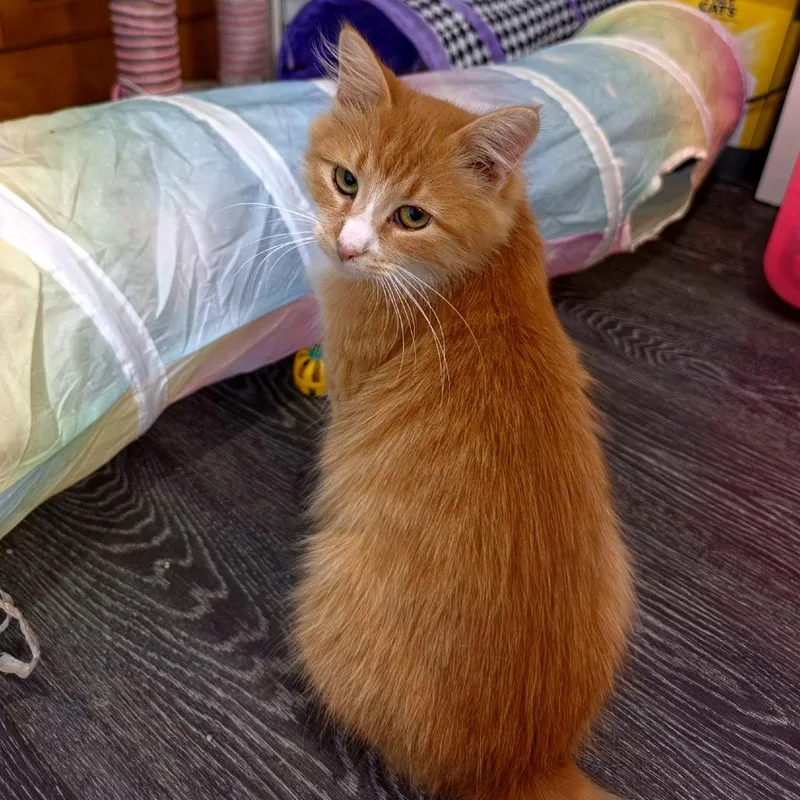 An adult small-sized female Orange / Red Domestic Medium Hair cat named Alma for adoption in Green Bay, WI