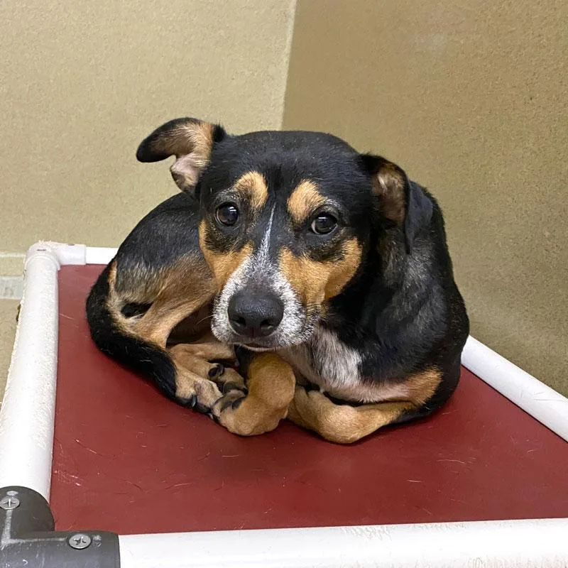 An adult medium-sized female Tricolor (Brown, Black, & White) Hound dog named Michelle for adoption in Monroe, GA