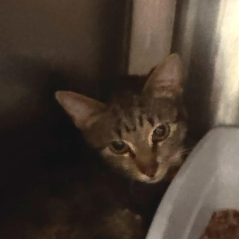 A young small-sized male Brown / Chocolate Domestic Short Hair cat named James for adoption in Marion, VA