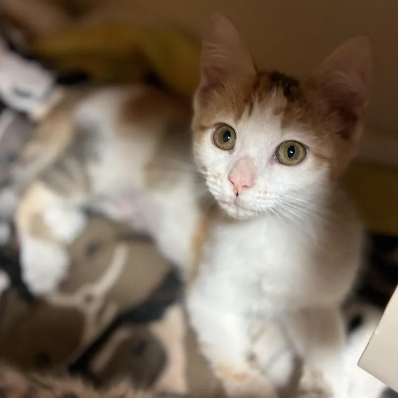 A baby small-sized female Orange / Red Domestic Medium Hair cat named Lightning for adoption in South Elgin, IL