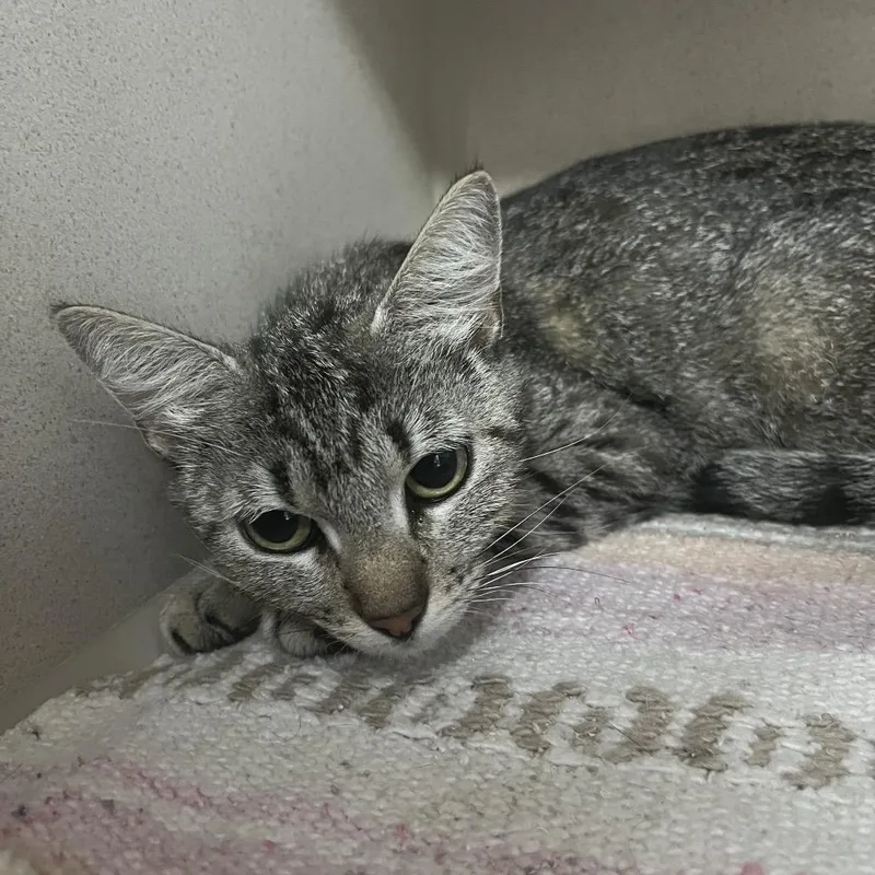 A young medium-sized female Gray / Blue / Silver Domestic Short Hair cat named Scarlett for adoption in Lakeland, FL