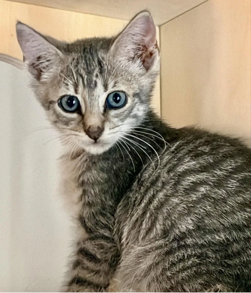 A baby medium-sized male Tabby cat named Southbound for adoption in Royal Palm Beach, FL