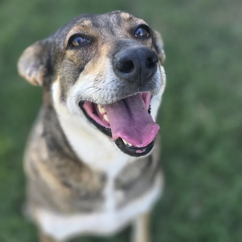 An adult medium-sized female Gray / Blue / Silver German Shepherd Dog dog named Francie for adoption in Point, TX