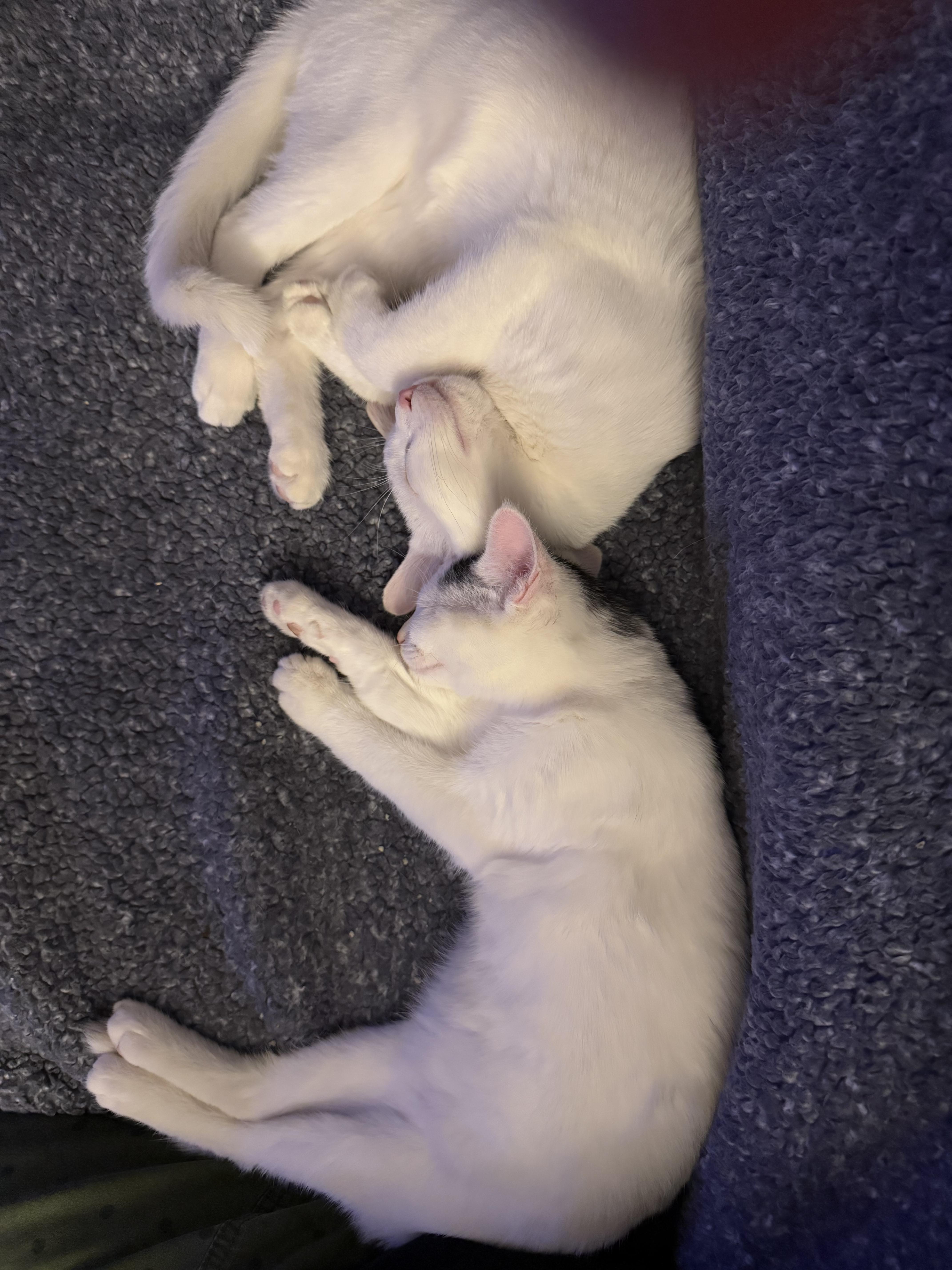 Romeo & Juliet thumbnail 2