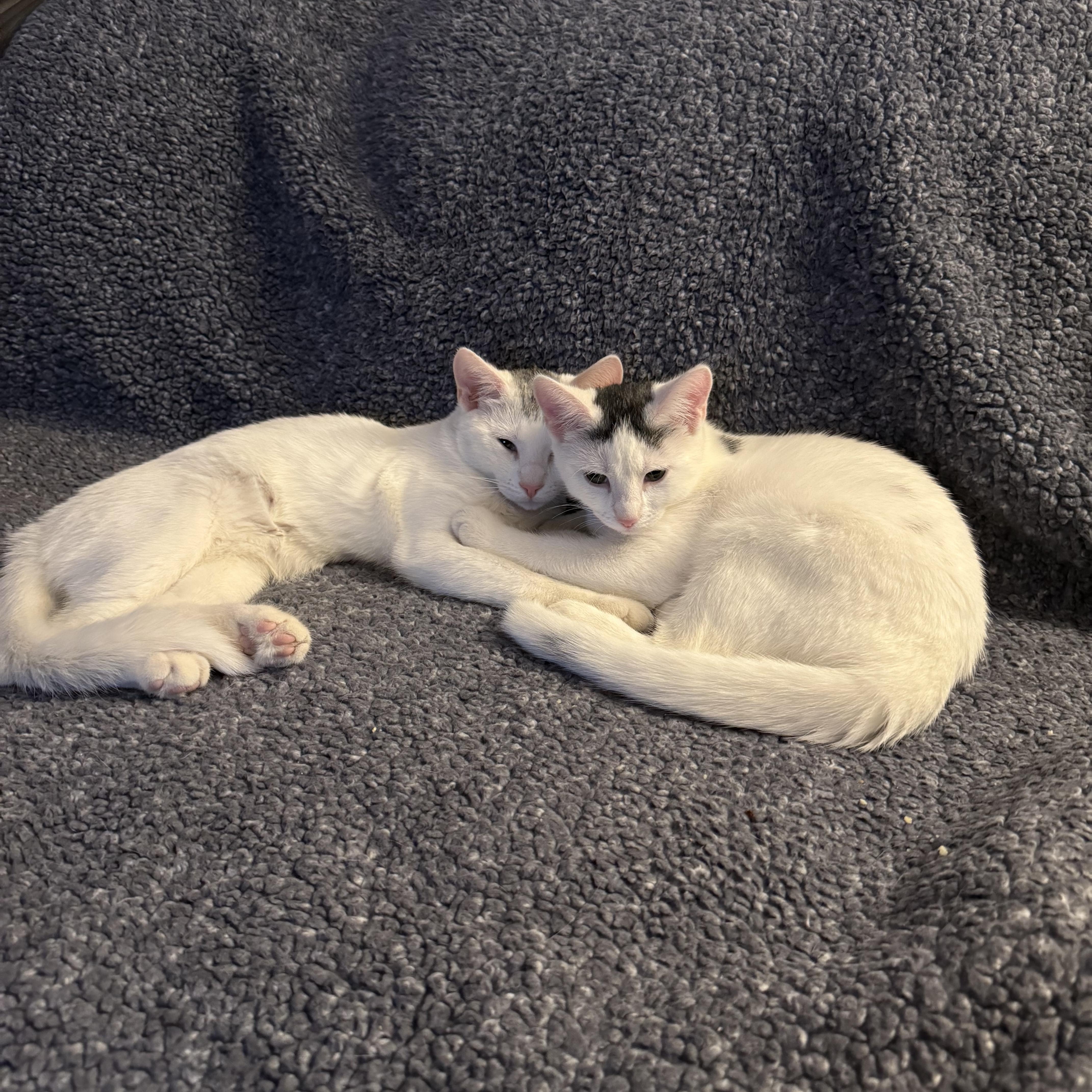 Romeo & Juliet thumbnail 3