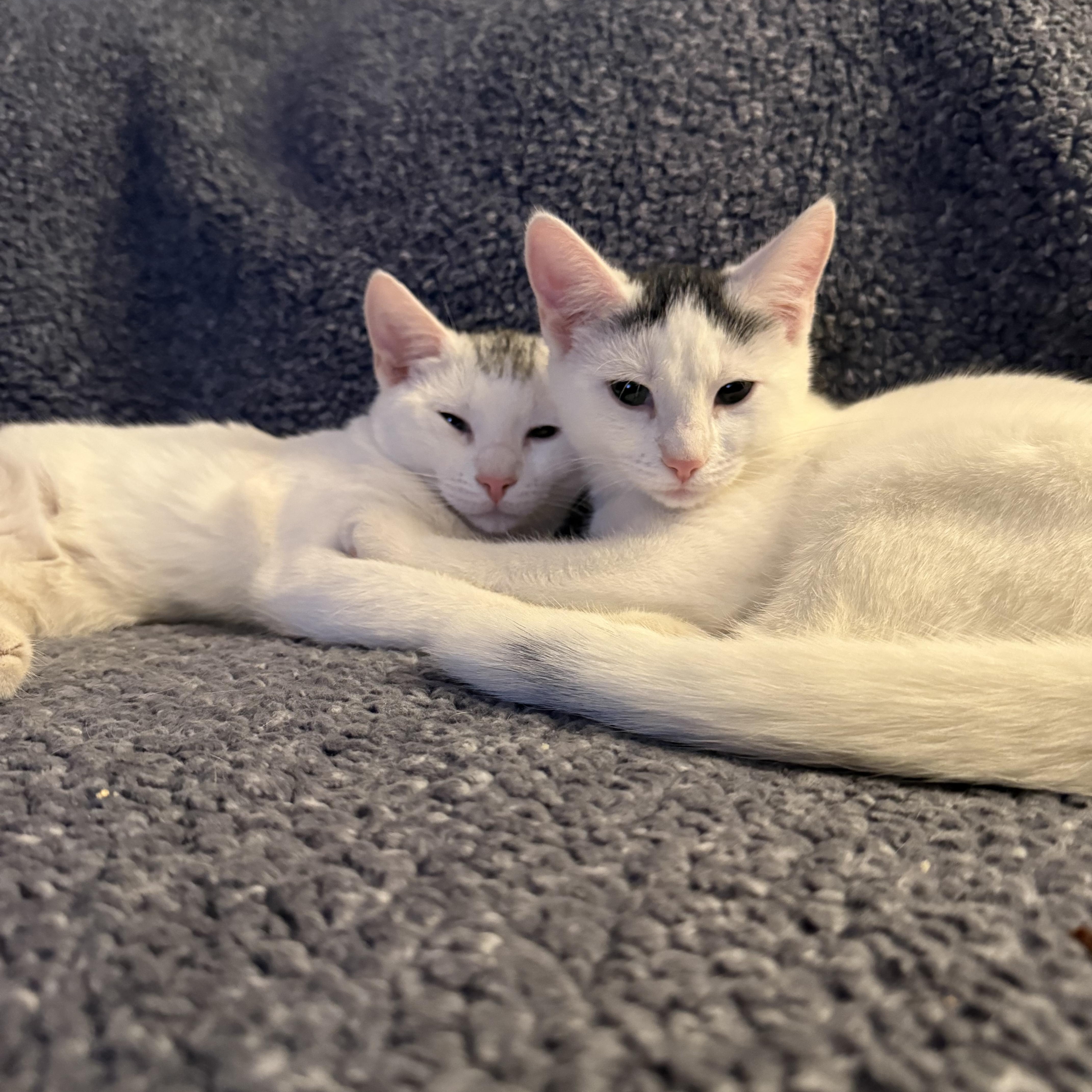 Romeo & Juliet thumbnail 4