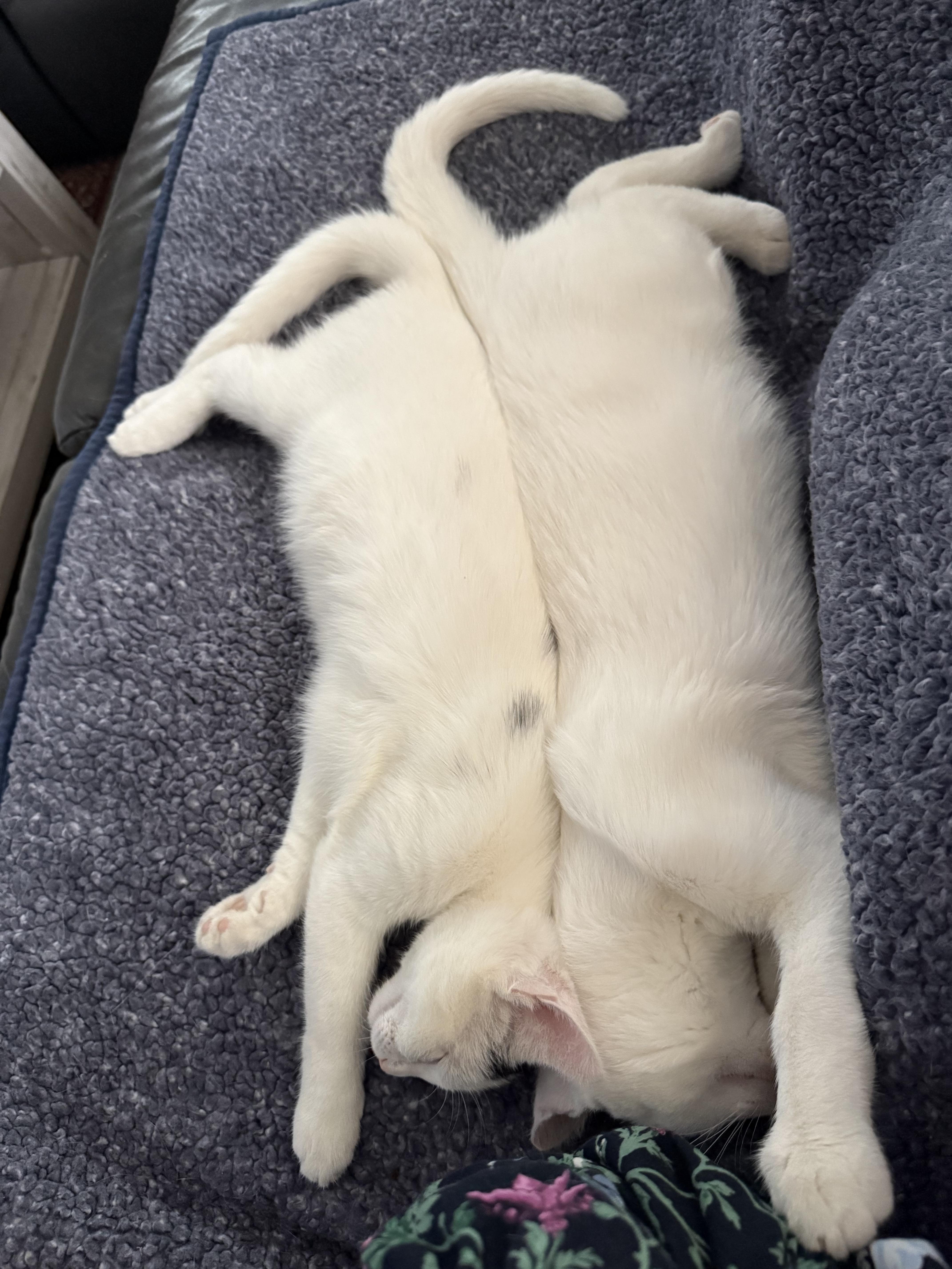 Romeo & Juliet thumbnail 5