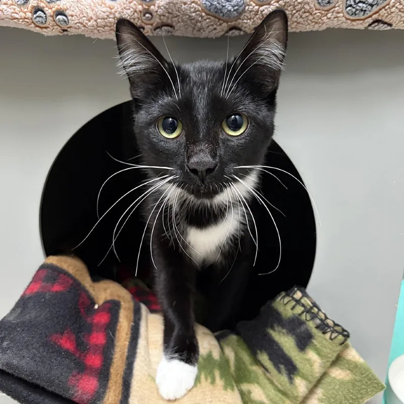 A young medium-sized female Black Domestic Short Hair cat named Sashimi for adoption in Ojai, CA