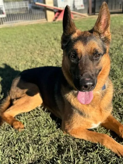 A young large-sized male German Shepherd Dog dog named Giannis for adoption in Riverside, CA