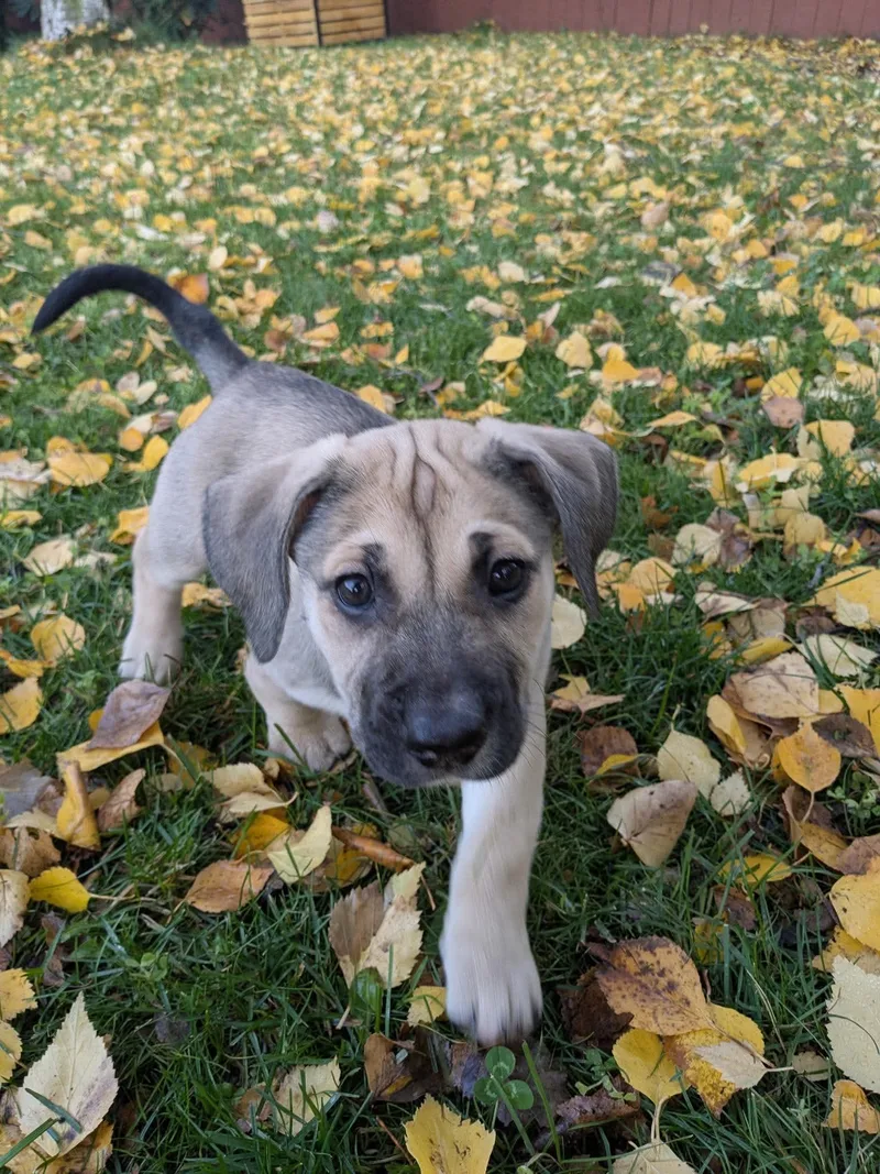 A baby medium-sized female Beagle dog named Jan for adoption in Anchorage, AK
