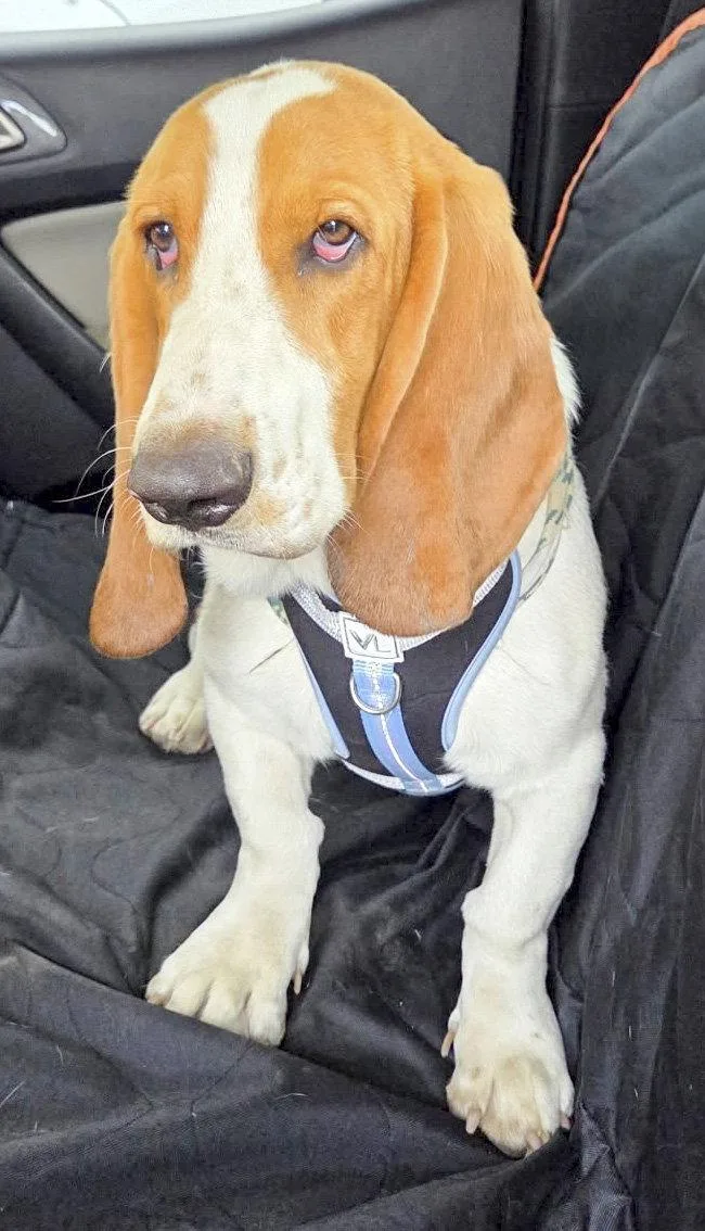 A baby medium-sized male Basset Hound dog named Max for adoption in Mays Landing, NJ