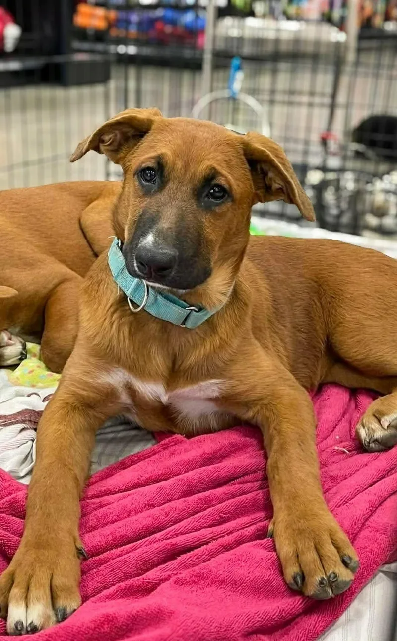 A baby large-sized female German Shepherd Dog dog named Shuffle for adoption in Anza, CA