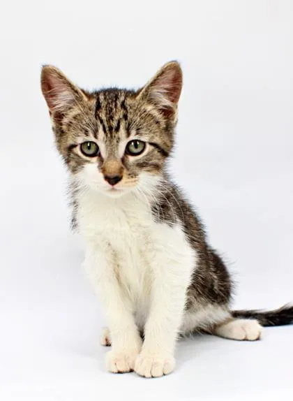 A baby small-sized female Domestic Short Hair cat named Bella for adoption in Morton Grove, IL