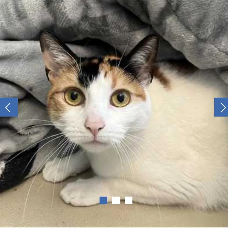 An adult large-sized female White Domestic Short Hair cat named October for adoption in Chapel Hill, NC