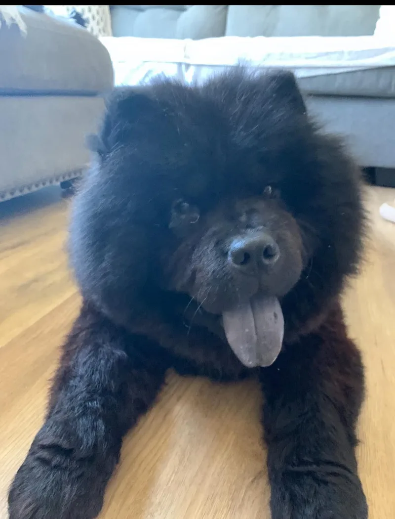 An adult medium-sized female Black Chow Chow dog named Kona for adoption in Beaufort, NC