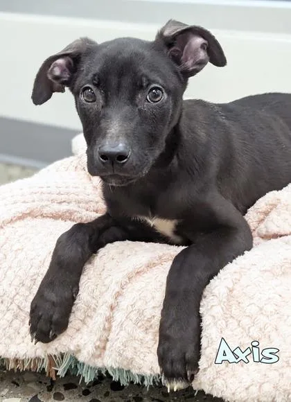 A baby small-sized female German Shepherd Dog dog named Axis for adoption in Mason, MI