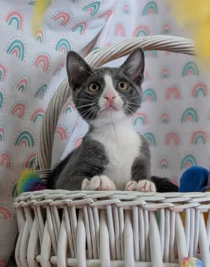 A baby small-sized male Domestic Short Hair cat named Mr Stinky for adoption in Bloomsburg, PA