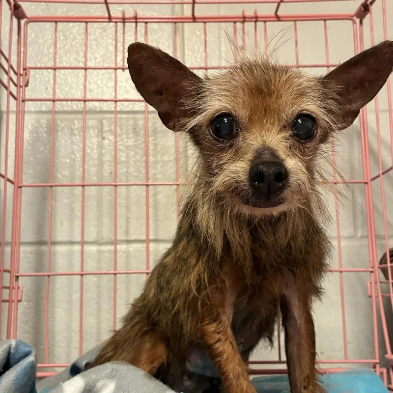 A senior small-sized female Black Yorkshire Terrier dog named Gertrude for adoption in Edinburg, TX